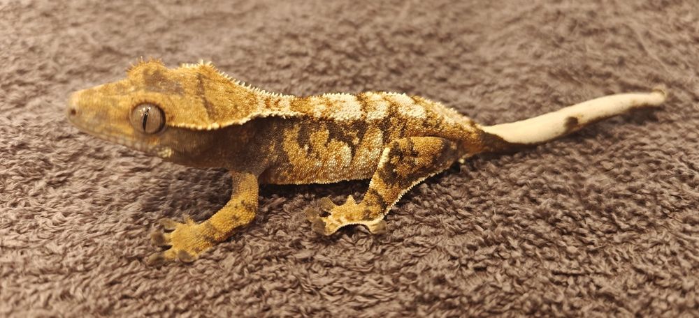 Gekon orzęsiony 12g extreme/tricolor prawdopodobnie samica WeedGeckos