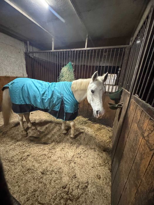 kobyłka, 15 lat, do sprzedaży