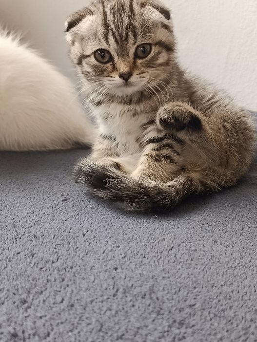 Кошенята шотланці