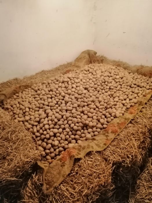 Ziemniaki sadzeniaki denar