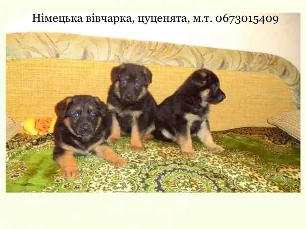 Німецька вівчарка - породні, крупні цуценята!