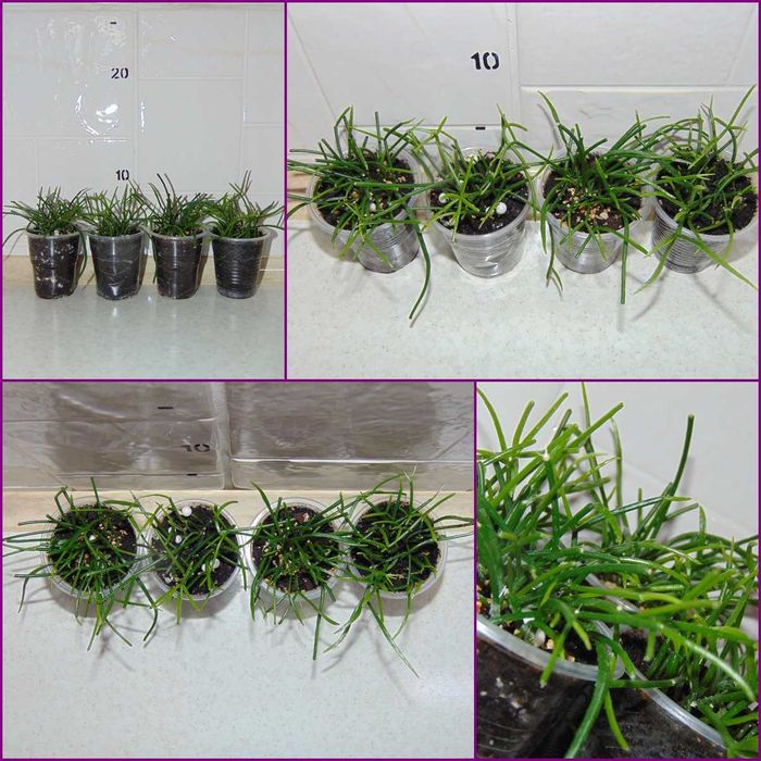 Ріпсаліс волосовидний (Rhipsalis capilliformis)