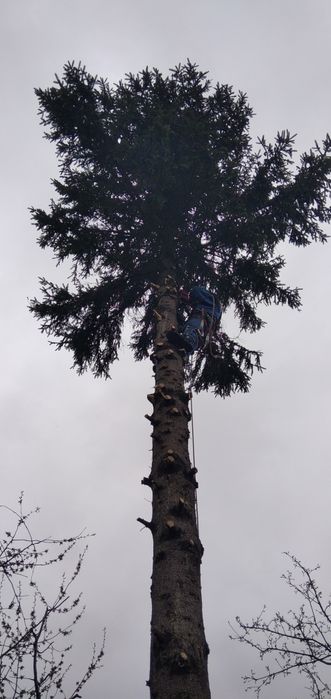 Спиляти дерево, Спилить дерево, Обрізка дерев, Розчистка території,
