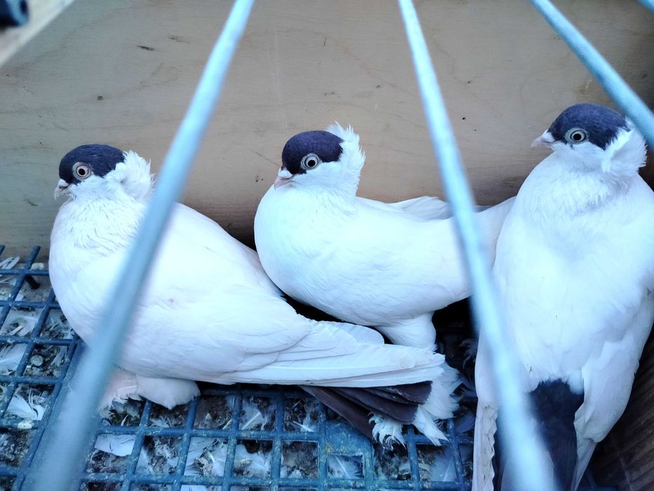 Gołębie krymki i gdańskie