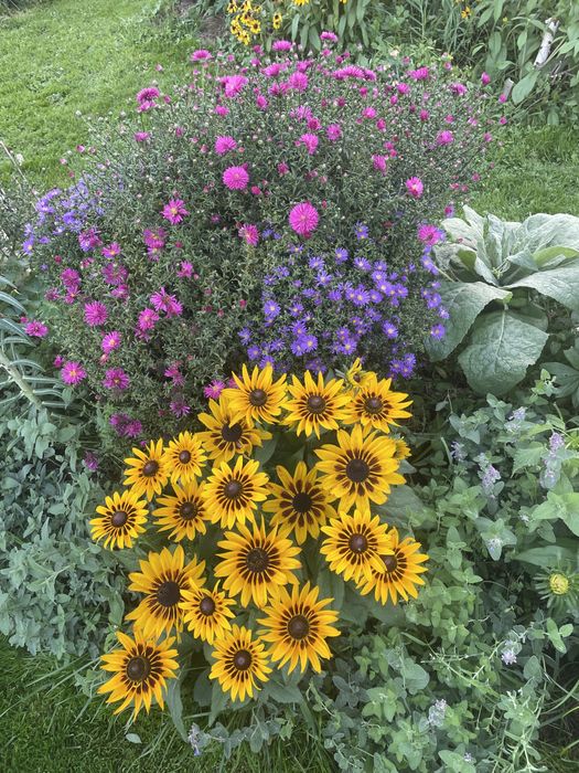 Rudbekia naga wysoka i inne,byliny wieloletnie