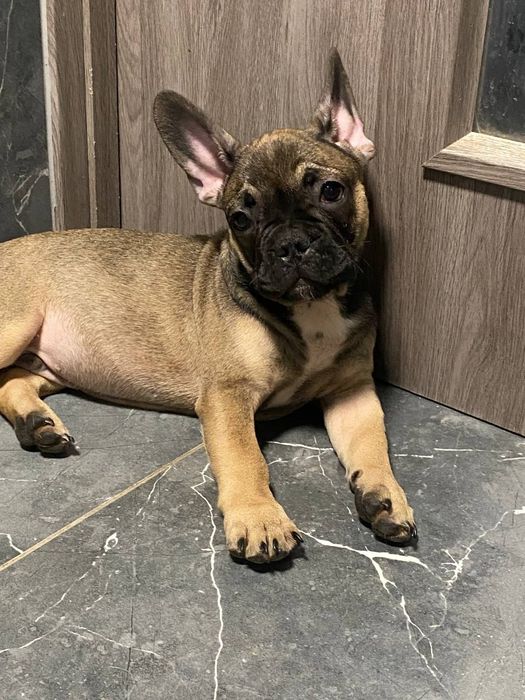 Продам французького бульдога