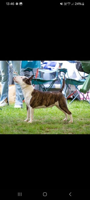 Suczka bulterier miniaturowy z uprawnieniami hodowlanymi ZKwP