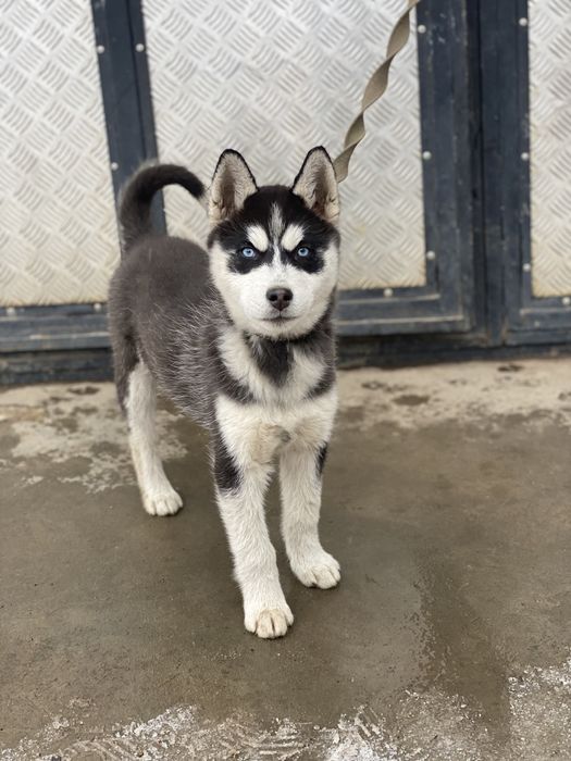 Голубоокі хасята