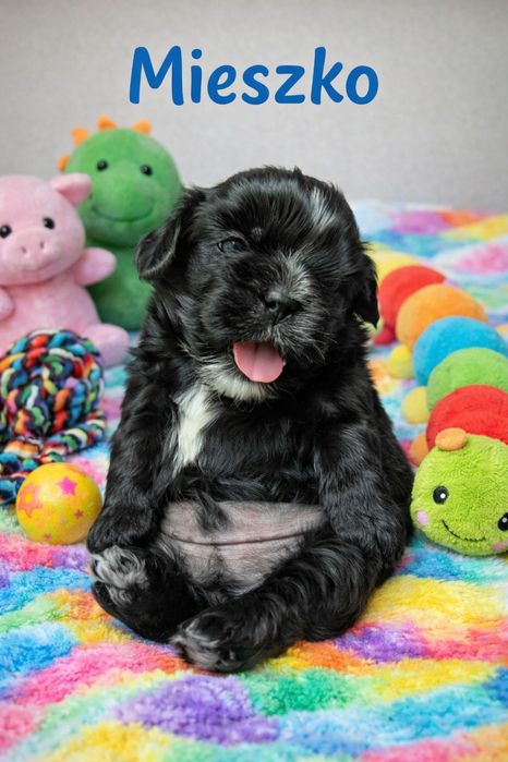 Szczenię Shih tzu piesek z genem blue