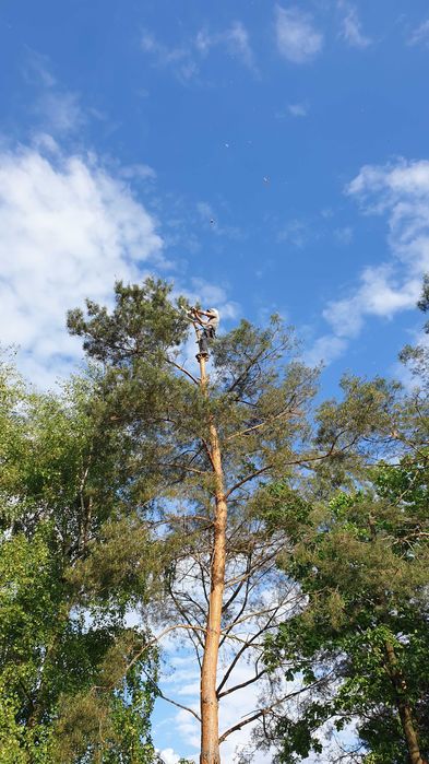 Wycinka drzew. Alpinistyczna. Przycinka drzew, RĘBAK