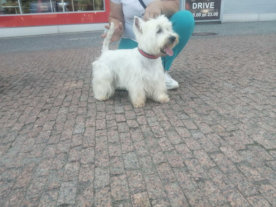 Вязка кобель вест хайленд вайт терьер