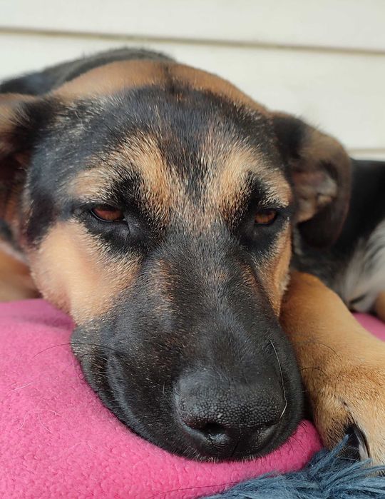 Młodziutka  Malinka