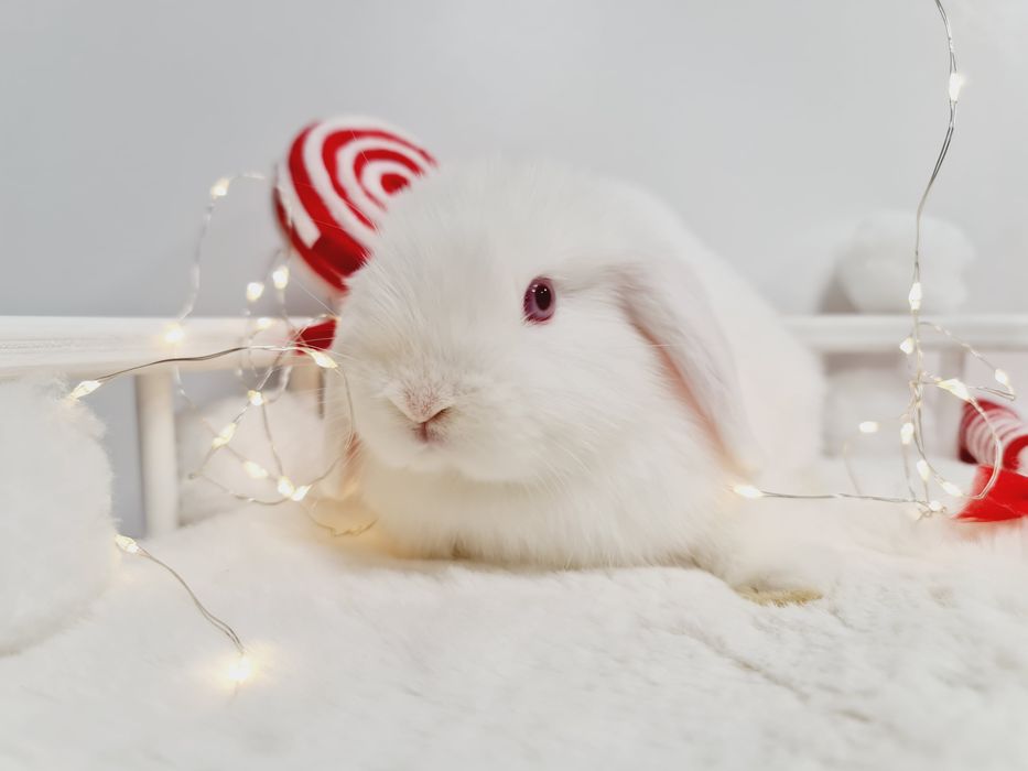 Mini lop królik króliczek miniaturka hodowla transport