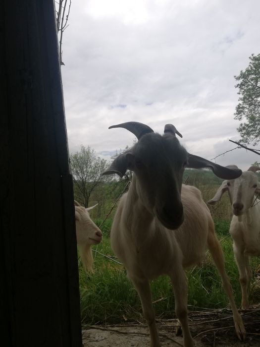 Продам кози є 4шт