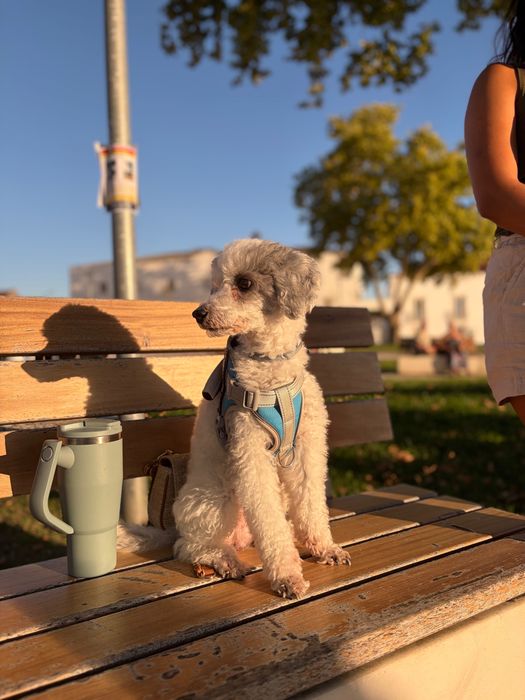 Caniche Médio macho procura fêmea para reprodução