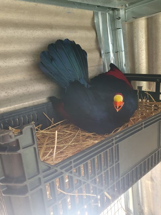 Turacos varias idades