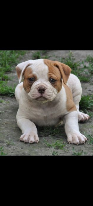 Buldog Amerykański