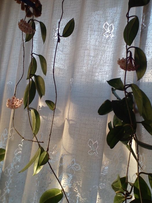 Продам вкорінену Хойю.