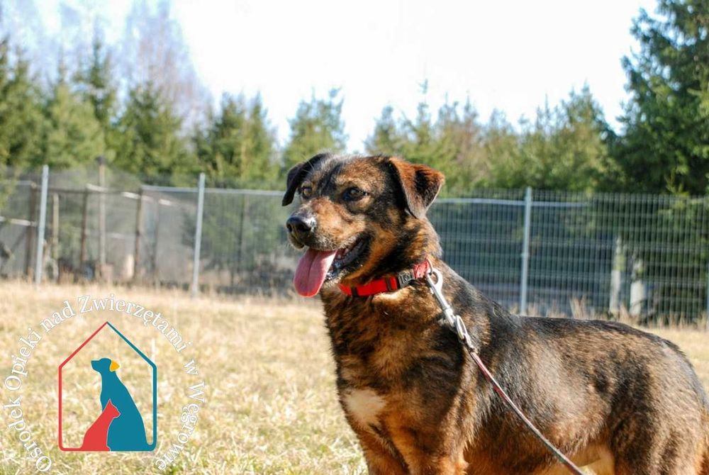 Mały, 10 kg, kochający, łagodny, przemiły - czeka 7 lat na dom !!!