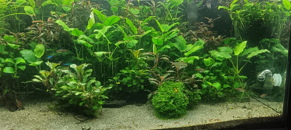Vendo ou troco plantas e peixes tropical