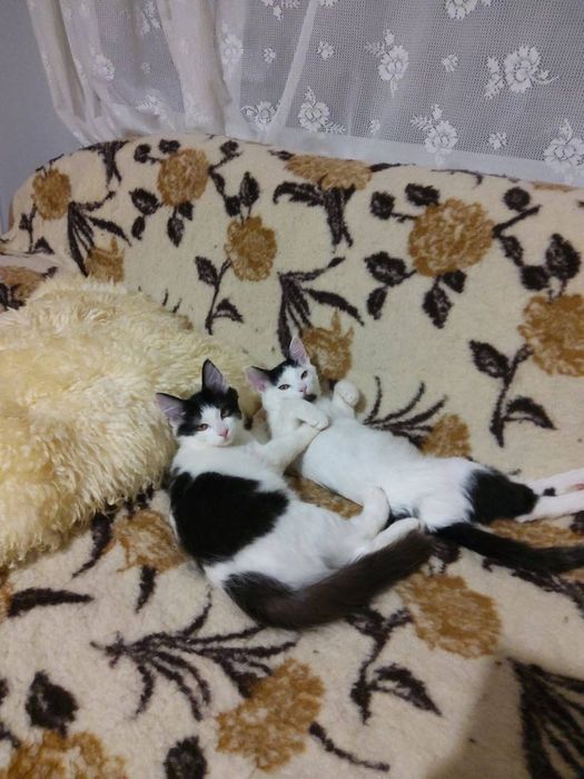 Гарненькі котики шукають Люблячу Сім'ю