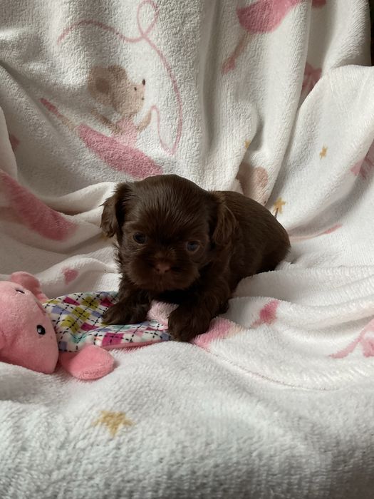 Shih -Tzu Czekoladowa suczka!