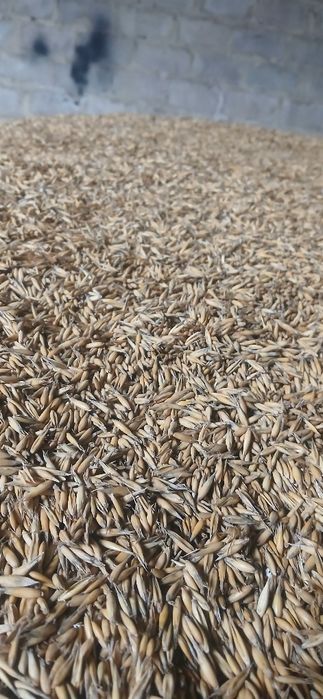 Owies tegoroczny zbiór