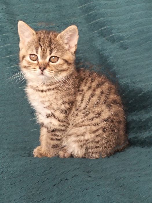 Scottish Straight gatinho