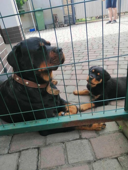 Цуценя ротвейлера