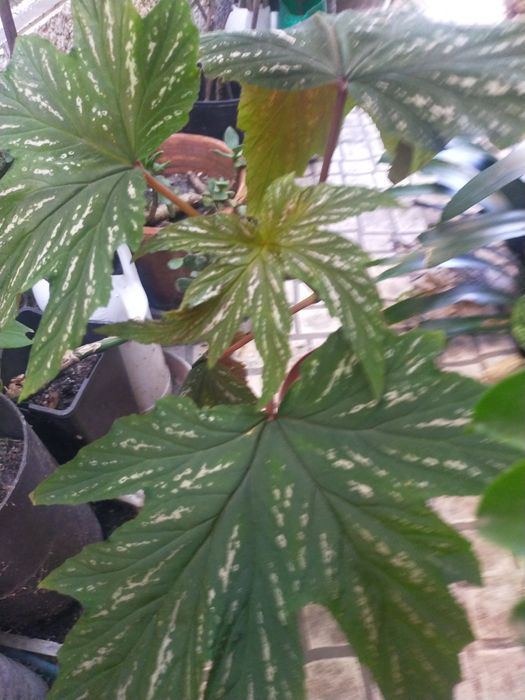 Planta Chuva de prata