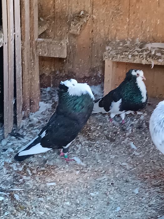 Garłacze , gołębie , sztaficery