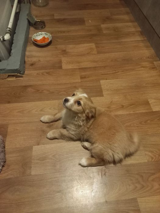 Віддам цуценя(дівчинка)