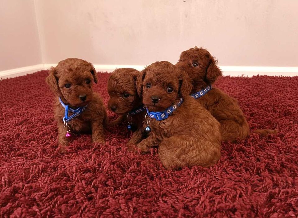 Pudel miniaturowy / Toy pudel Mini toy