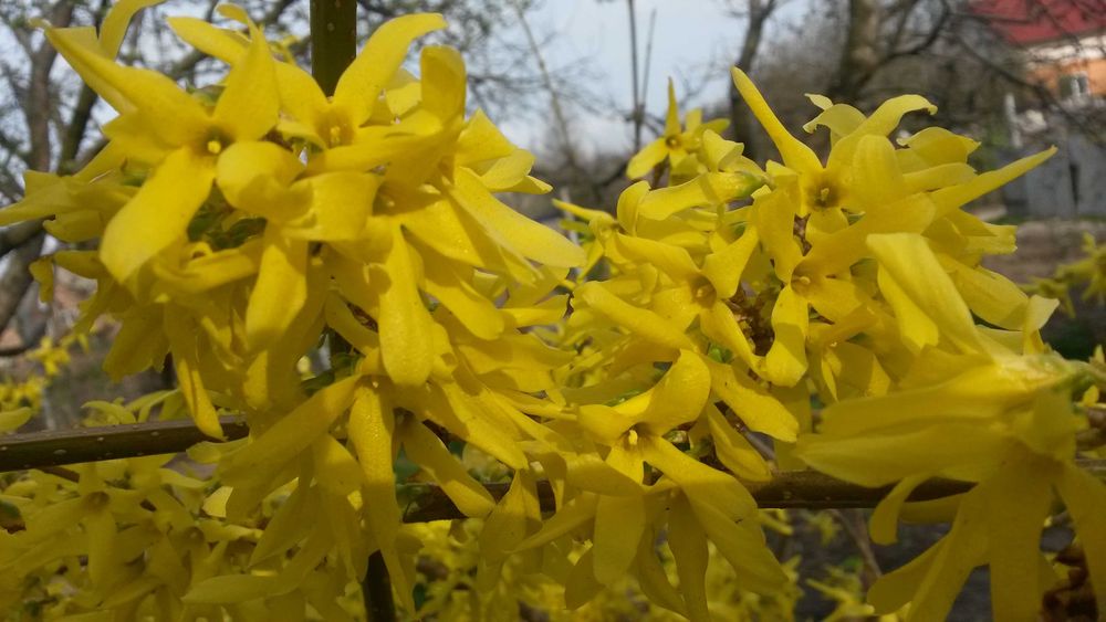 Форзиція (пасхальне дерево)