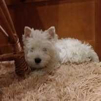 West Highland White Terrier piesek