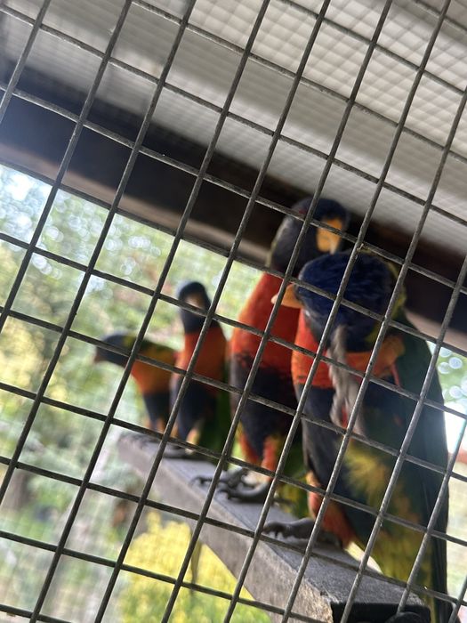 Aves Loris Malucano