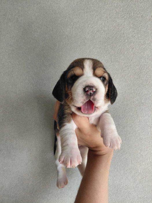 Cachorro Beagle TOP