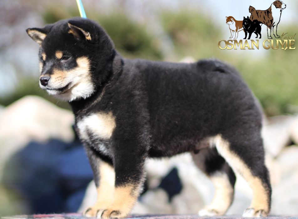 Шикарний хлопчик Шиба іну Сіба іну Shiba