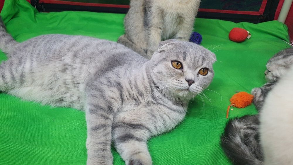 Скоттиш фолд,мальчик