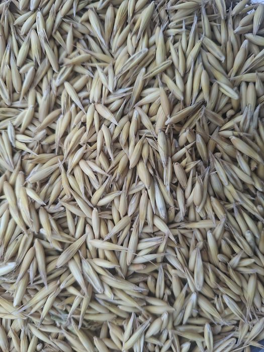 Sprzedam Owies BINGO