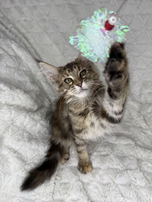 Kotka  Maine Coon Felis/FiFe