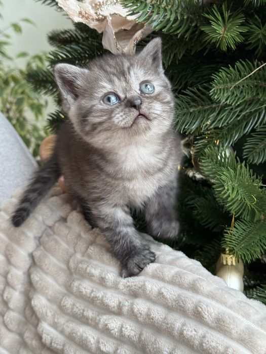 продається висловушка дівчинка