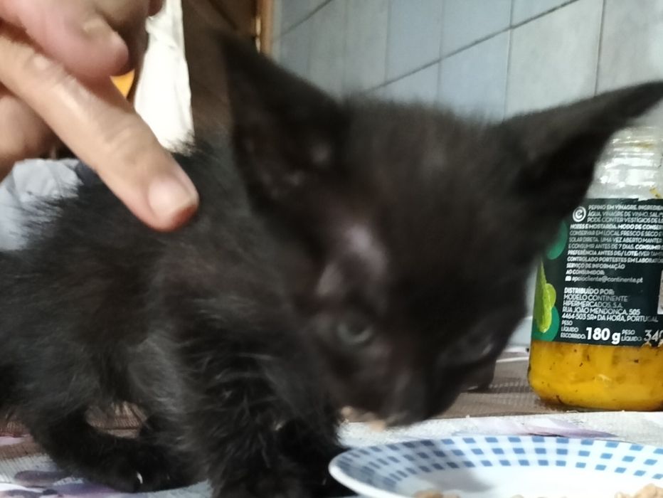 Gatinhos para adoção