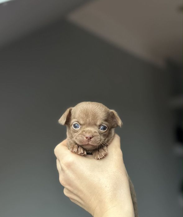 Chihuahua krótkowłosy śliczny piesek