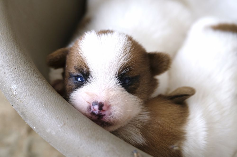 Jack russell terrier pelo cerdoso com LOP