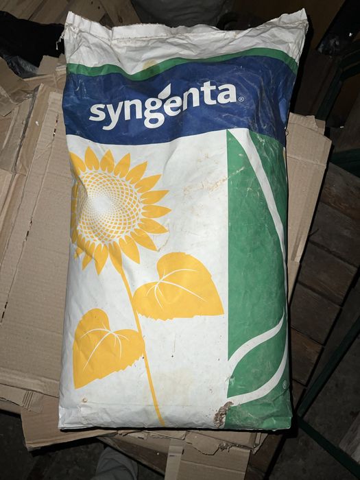 Насіння соняшника Syngenta Suzuka