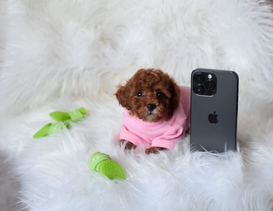 Є хлопчики та дівчатка Мальтипу. Мальтіпу міні та мікро. Повністю здор