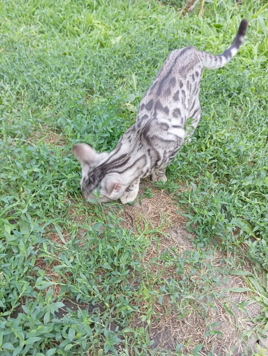 Бенгал шоу-класса