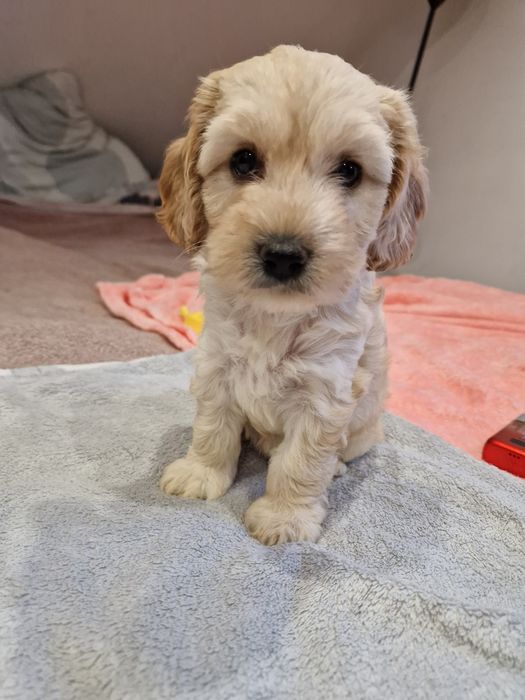 Suczka cockapoo biszkoptowa