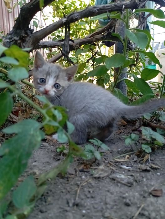 Кошеня шотландської кішки